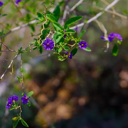Elpida's Sea View * Petalídi