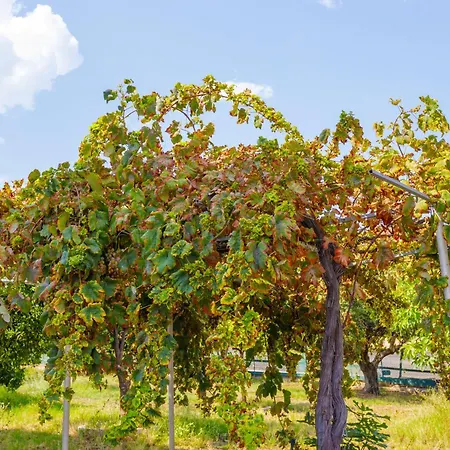 Elpida's Sea View Apartman Petalídi