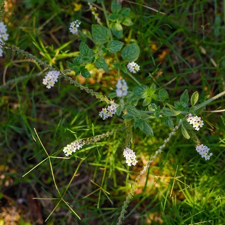 Elpida's Sea View * Petalídhion