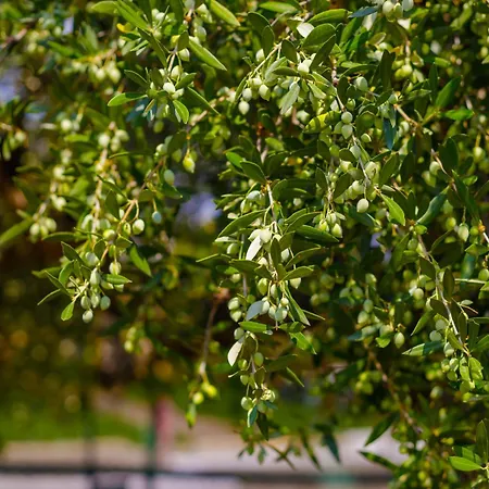 Elpida's Sea View Apartman *