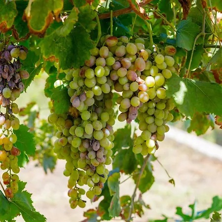 Elpida's Sea View Apartman Petalídi