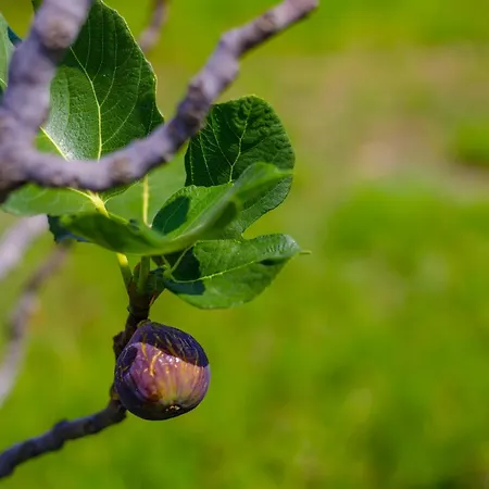 Apartman Elpida's Sea View *