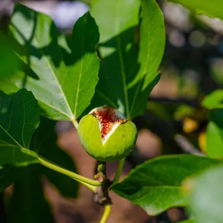Elpida's Sea View דירה *