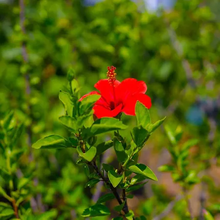 Elpida's Sea View * Petalídhion