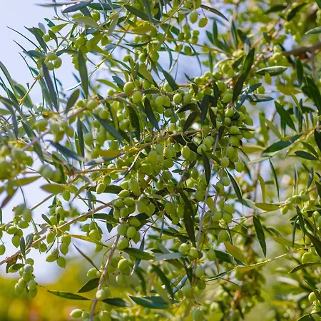 Elpida's Sea View דירה