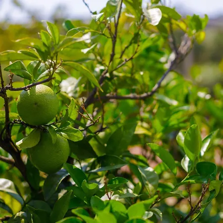 Elpida's Sea View דירה Petalídhion