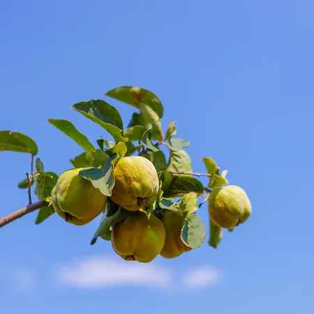 Elpida's Sea View דירה *