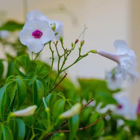 Elpida's Sea View Petalídi