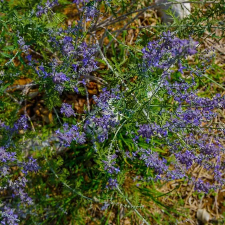 Elpida's Sea View דירה