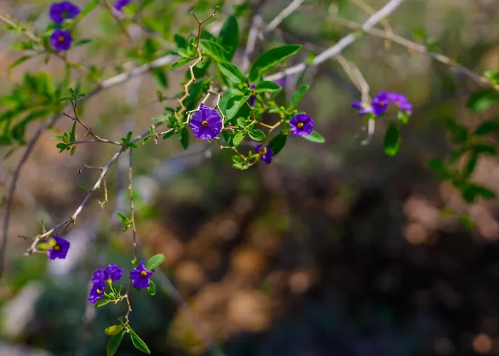 Elpida's Sea View * Petalídhion