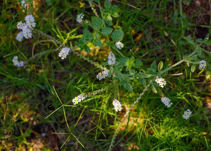 Elpida's Sea View * Petalídhion