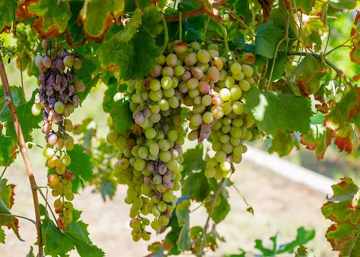 Elpida's Sea View Appartement Petalídhion