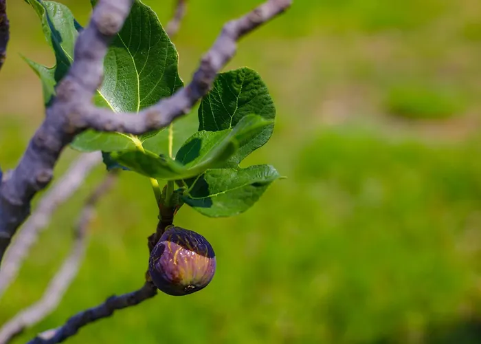 Appartement Elpida's Sea View *