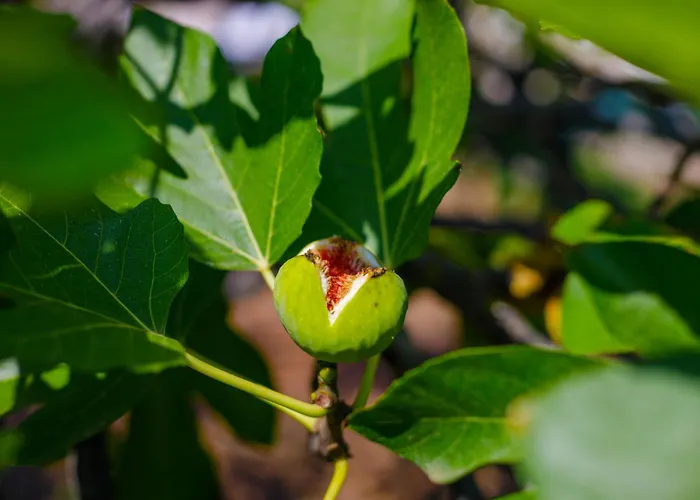 Elpida's Sea View Appartement *