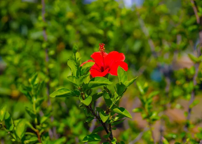 Elpida's Sea View * Petalídhion