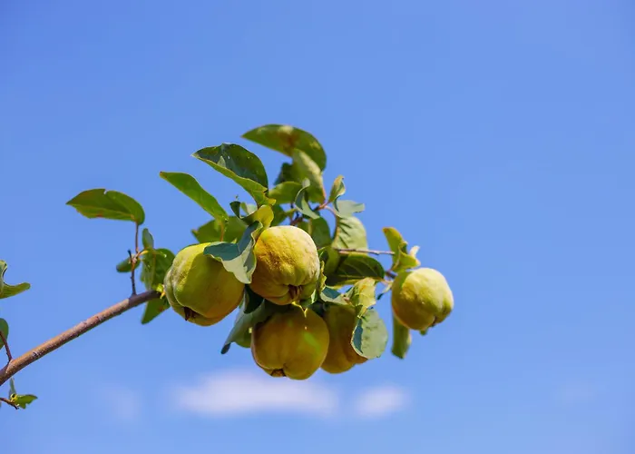 Elpida's Sea View Appartement *