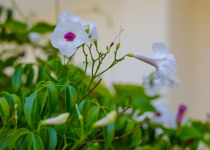 Elpida's Sea View Petalídhion