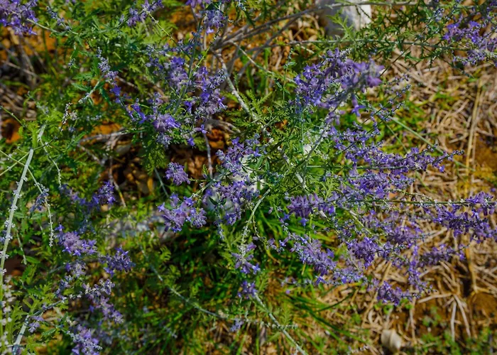 Elpida's Sea View Appartement